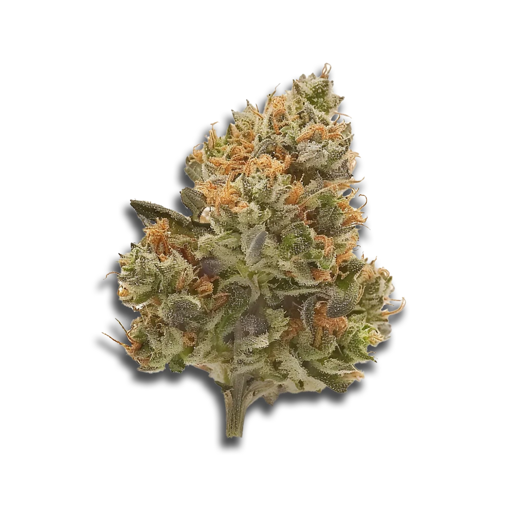 420 Evolution 30/1 CA MSP: Masterpiece