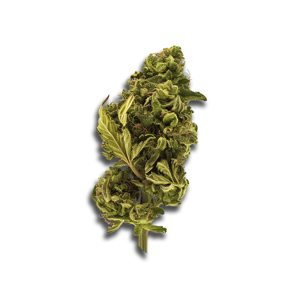 420 Natural 15/1 Ca Trp Tropicana Cookies