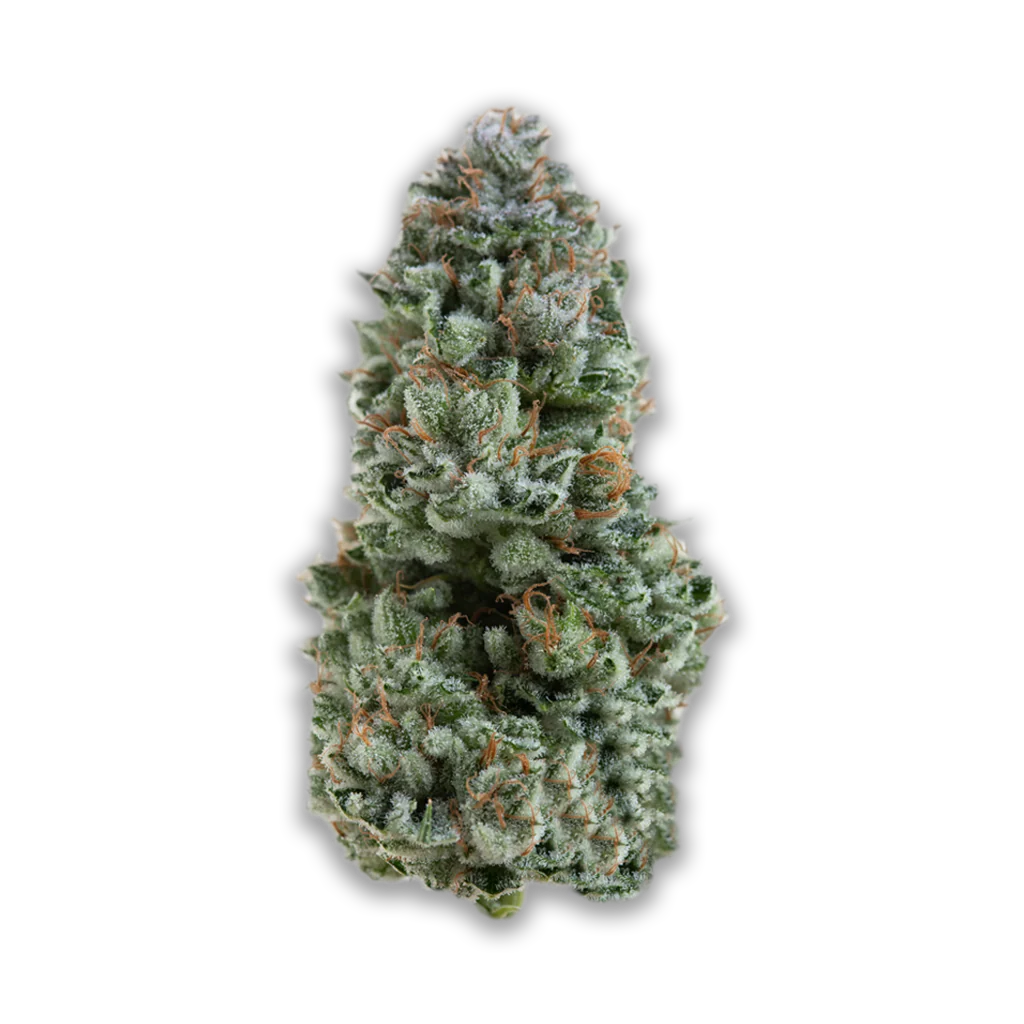 aleph ruby 24/1: Kosher Tangie