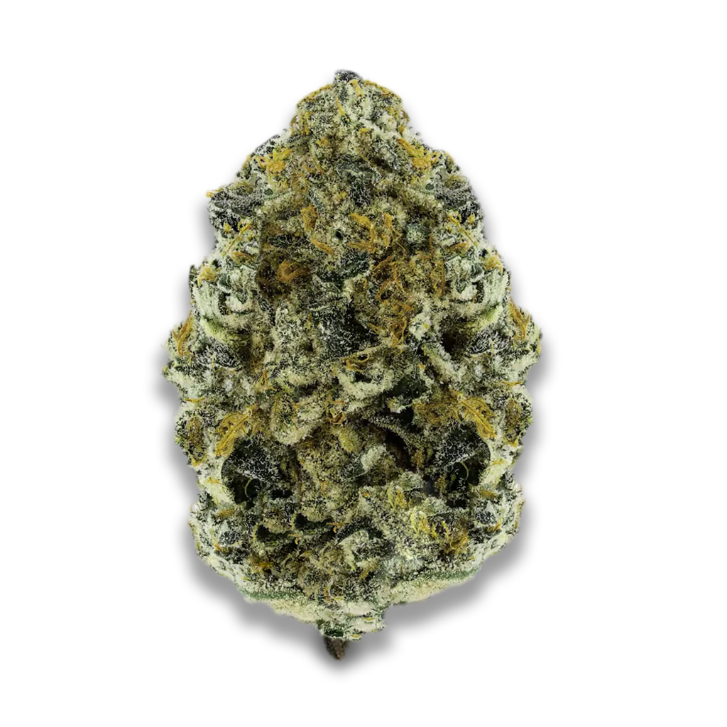 Aleph Amber 22/1 Mango Kush