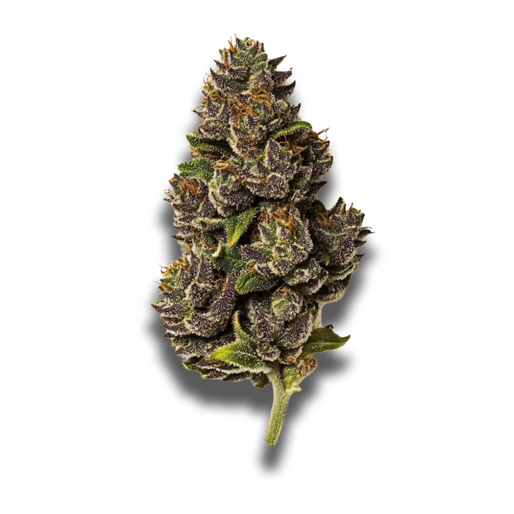 Bathera 28/1: Blue Z
