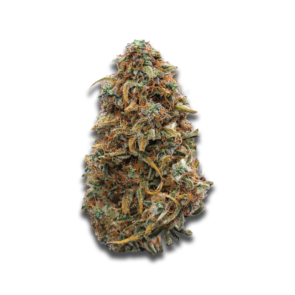 Cannabis flos 1/14 LS Ku. Maluti CBD Canify