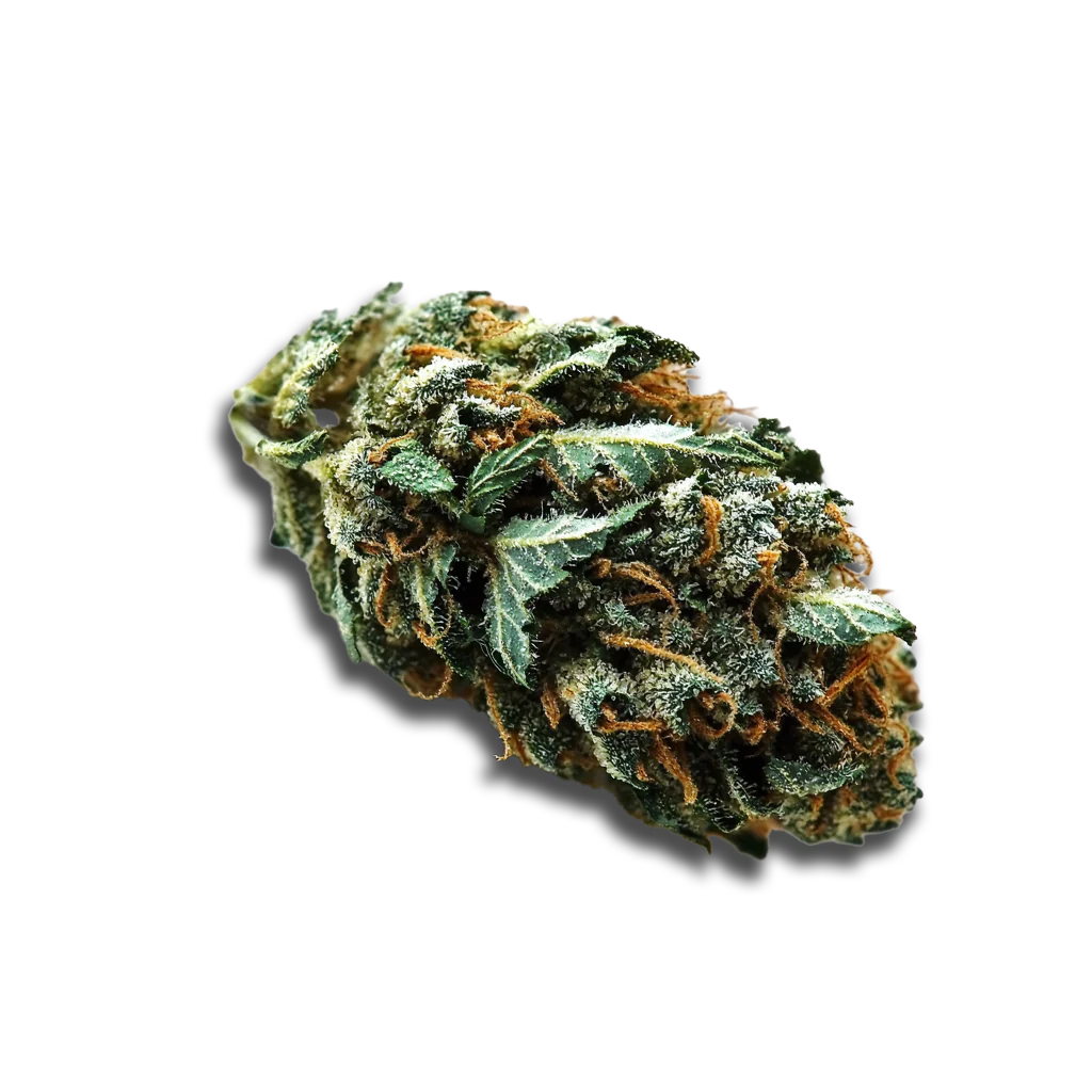 Cannabis flos 1/14 LS Ku. Maluti CBD Canify