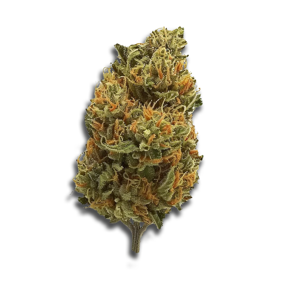 Canopy Jha 21/1 Jack Haze