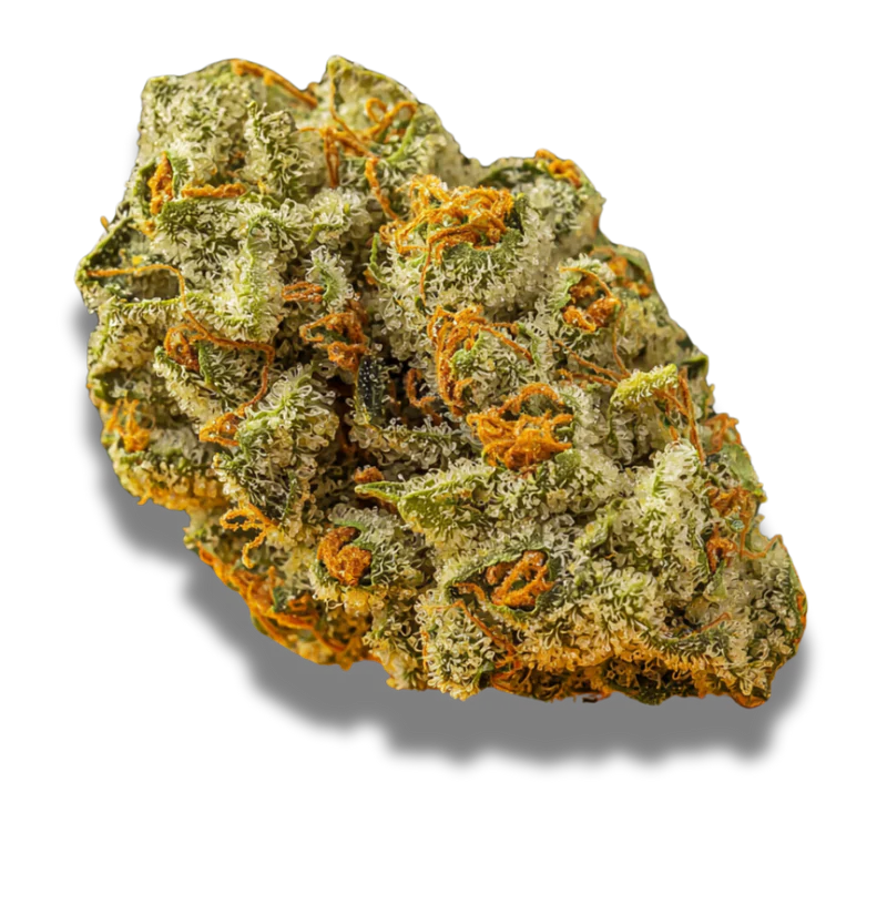 Cannamedical Sativa Forte Venomz Eve