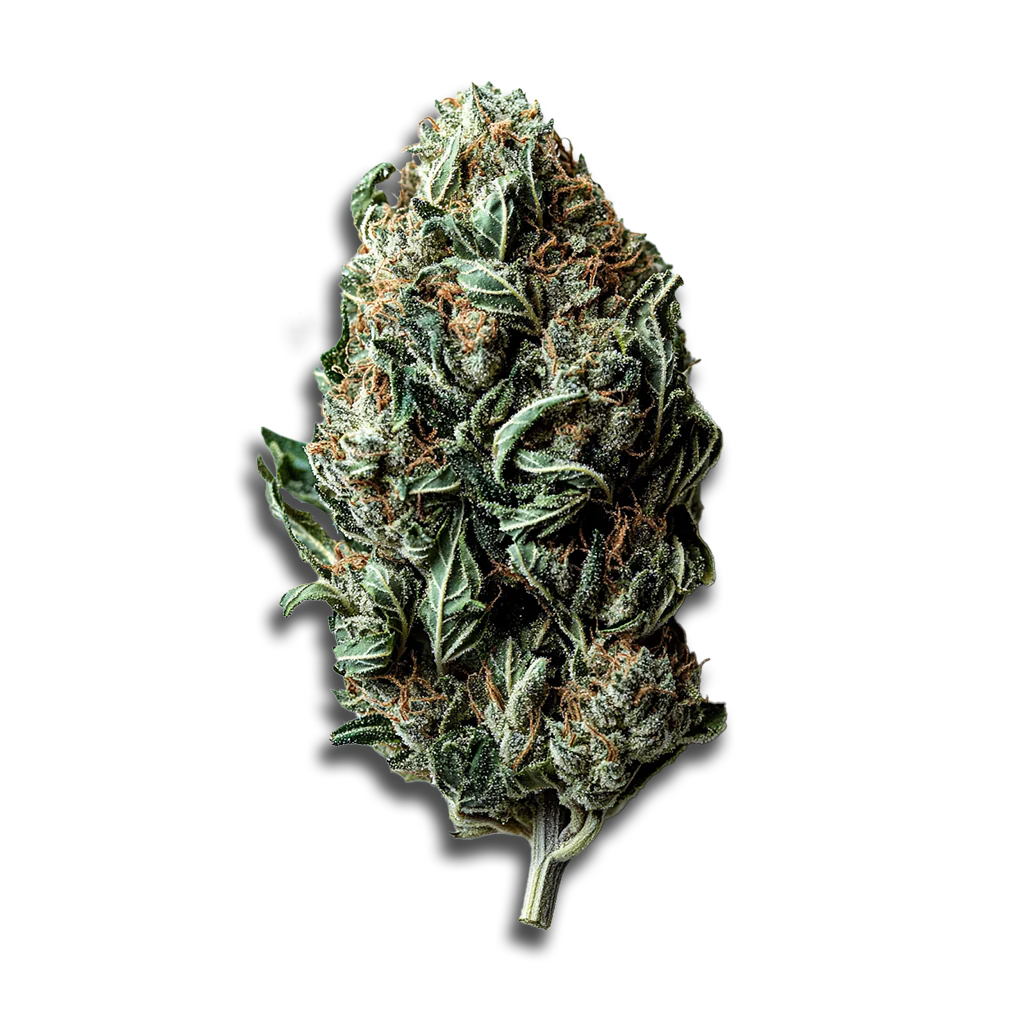 420 Evolution 25/1 CA STR: Star Struck