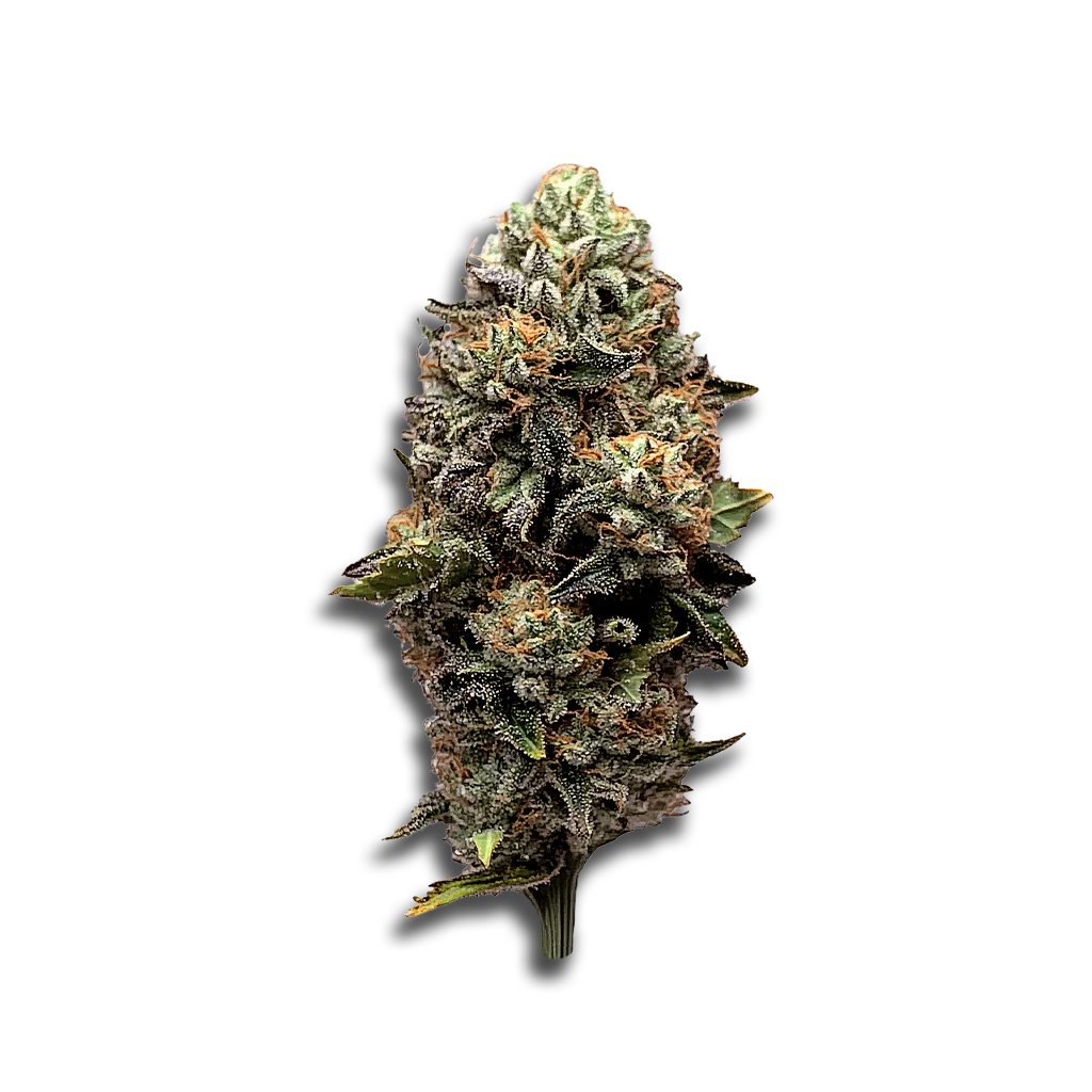 420 Evolution 27/1 CA GMO: GMO