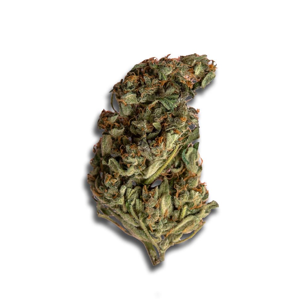 Phcann Exotics 26/1: Red Pop