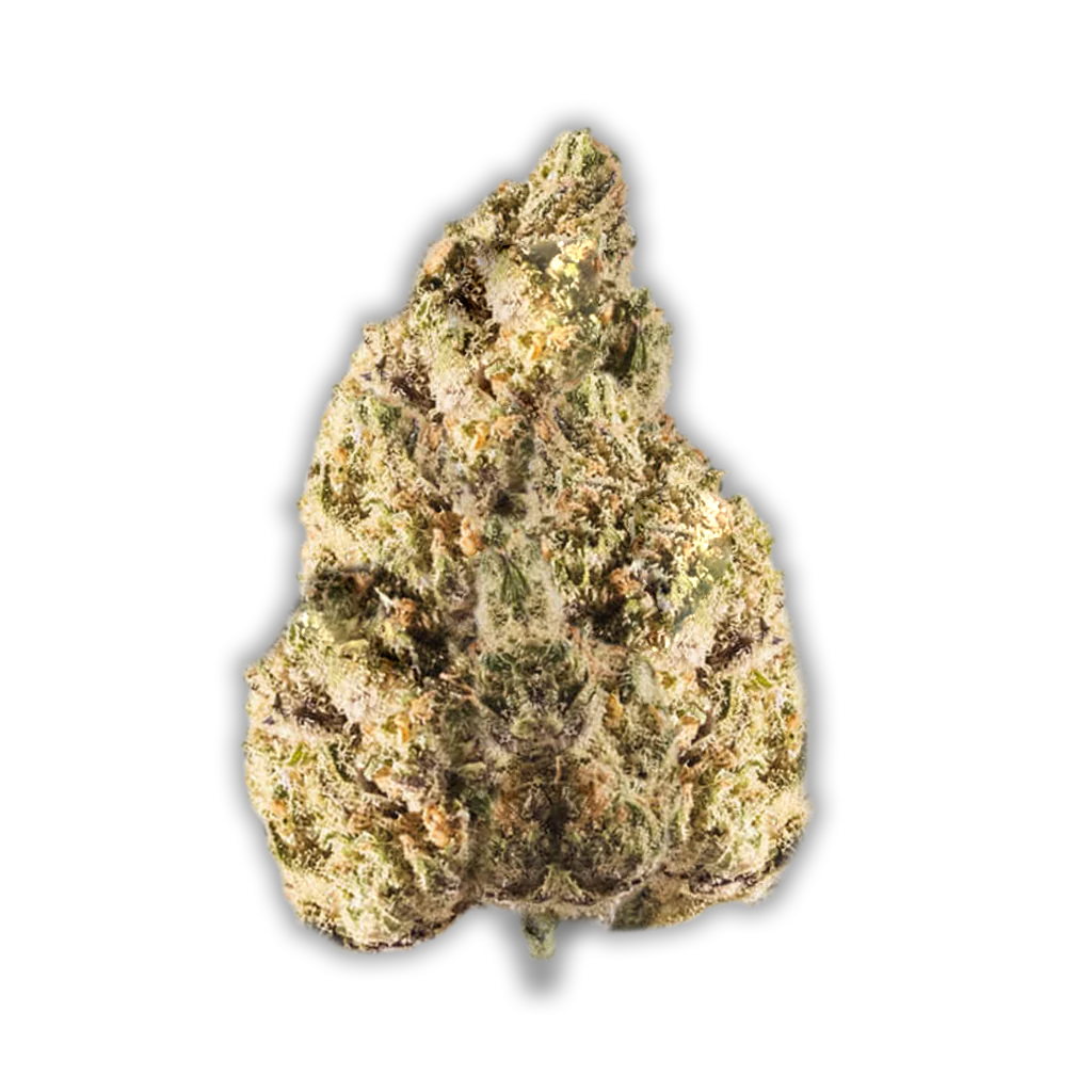 Avaay 15/1 PYC: Peyote Critical