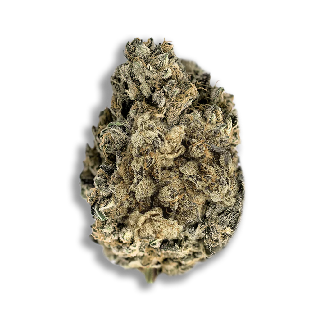 Tilray THC 22 Spotlight Porto: Biscuit RNTZ