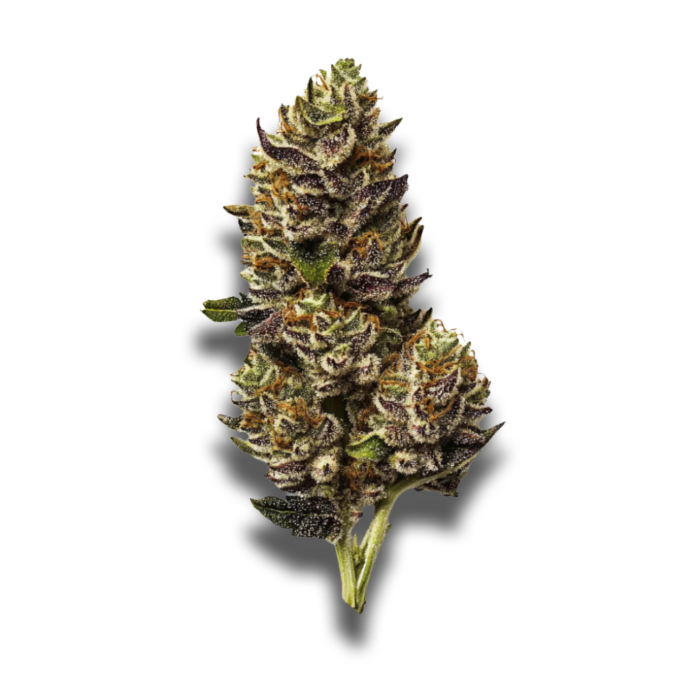 Medizinal Cannabisblüten Typ 1 Aurora: Island Sweet Skunk